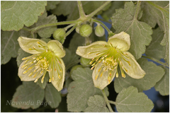 Clematis wightiana